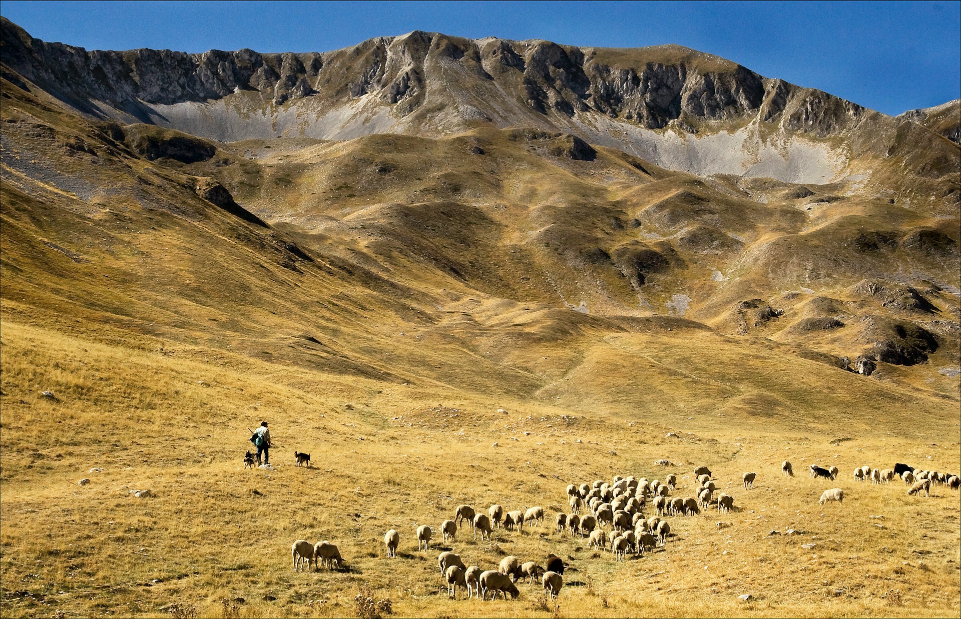 Gran Sasso landscape with sheeps