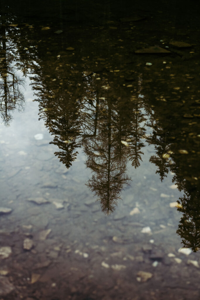 Reflection of pines in the water of Lake Braies, Italy