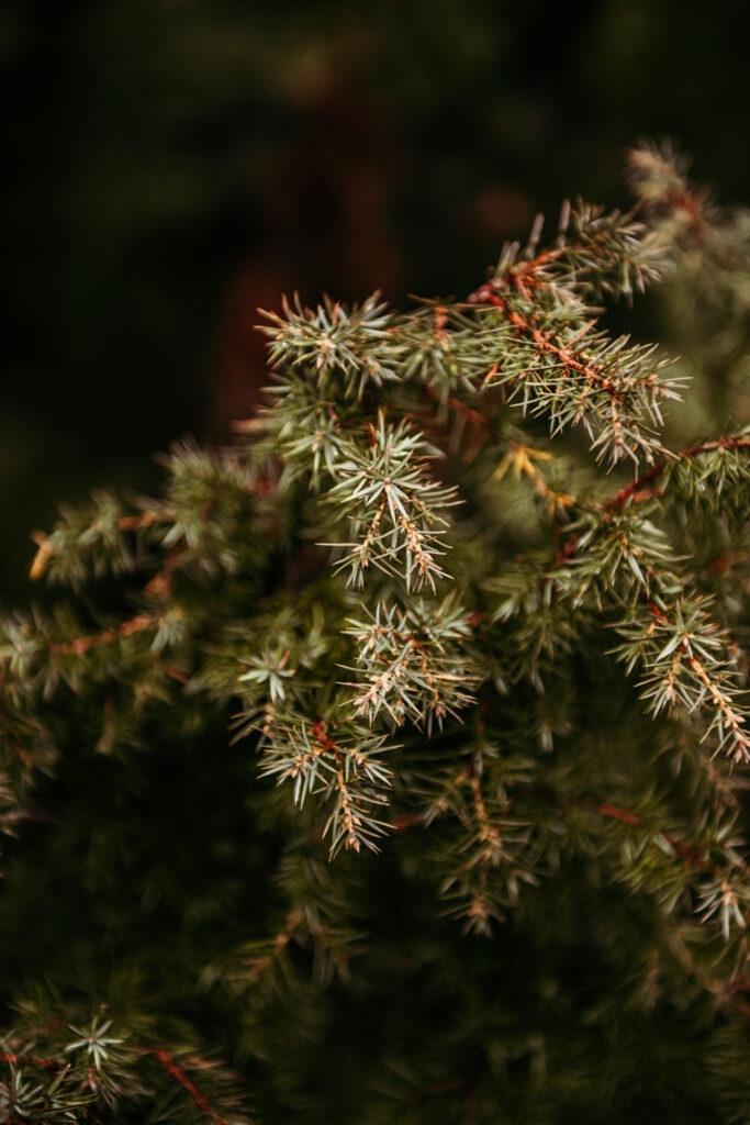 Close-up of pine