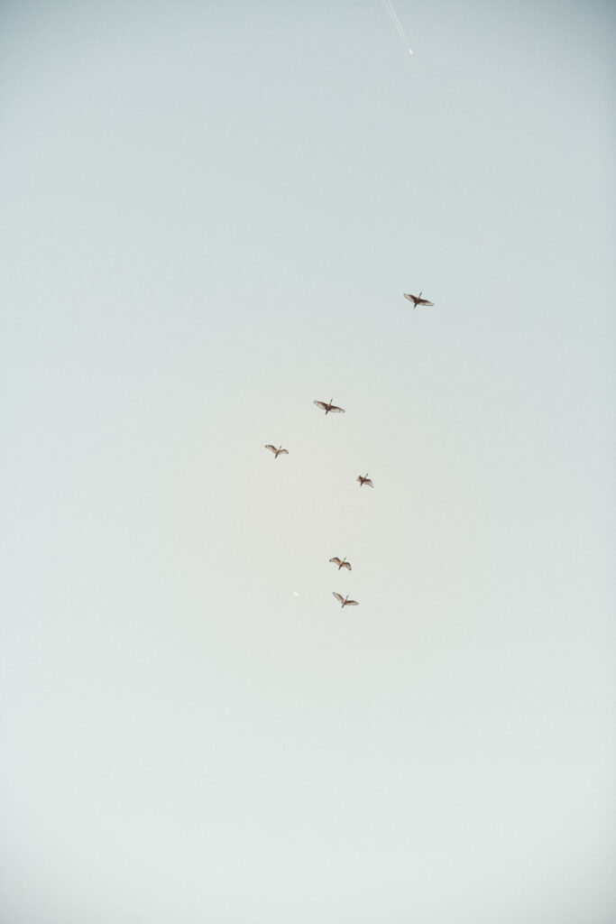 Herons flying in the sky