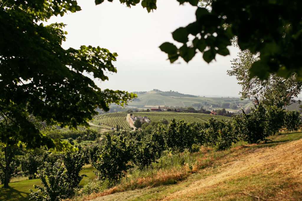 View of rolling hills and vineyards in the Langhe, Piedmont