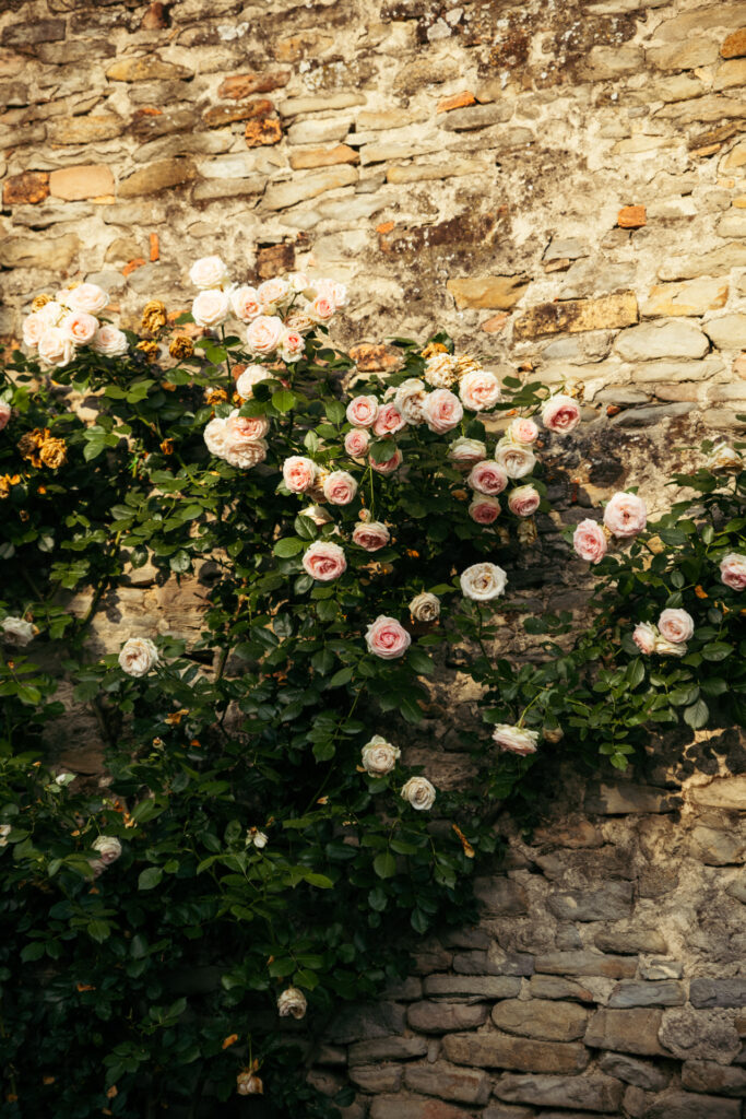 Detail of roses in Italian countryside